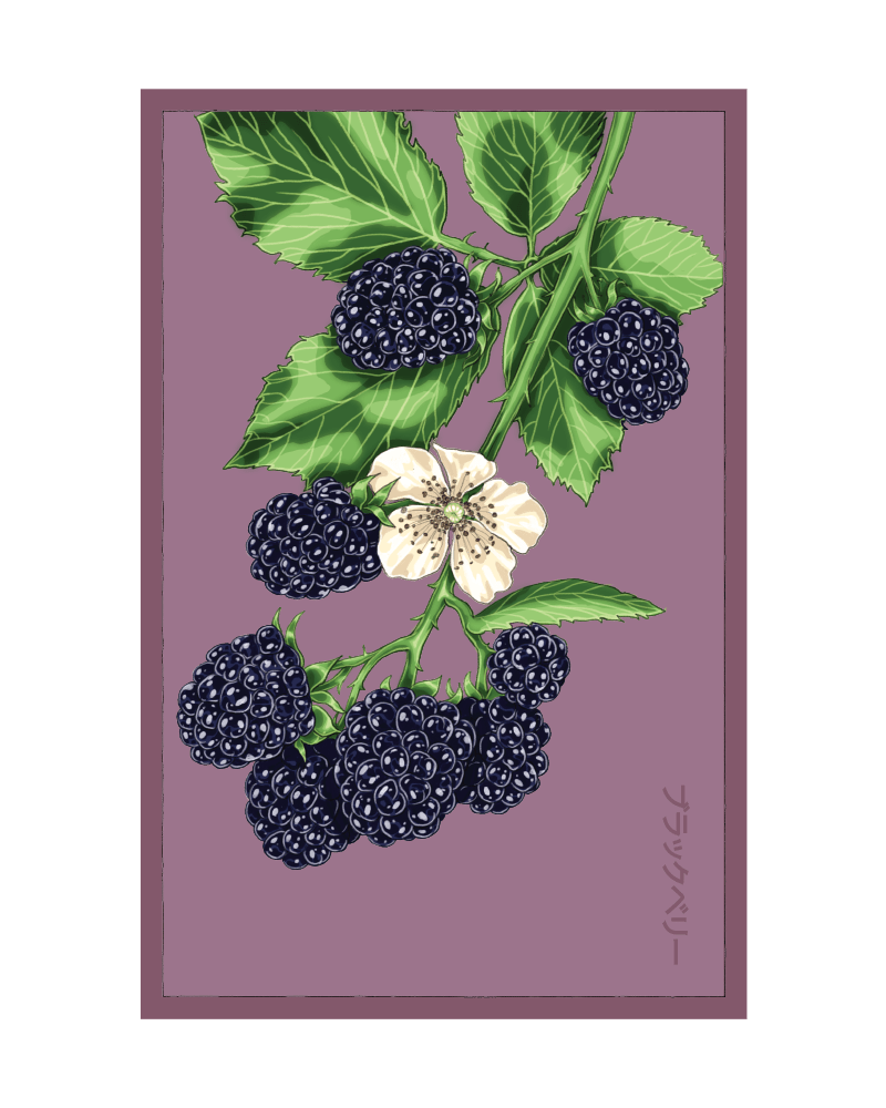 2026 Blackberry Flower Seeds Packet - Chive US Wholesale