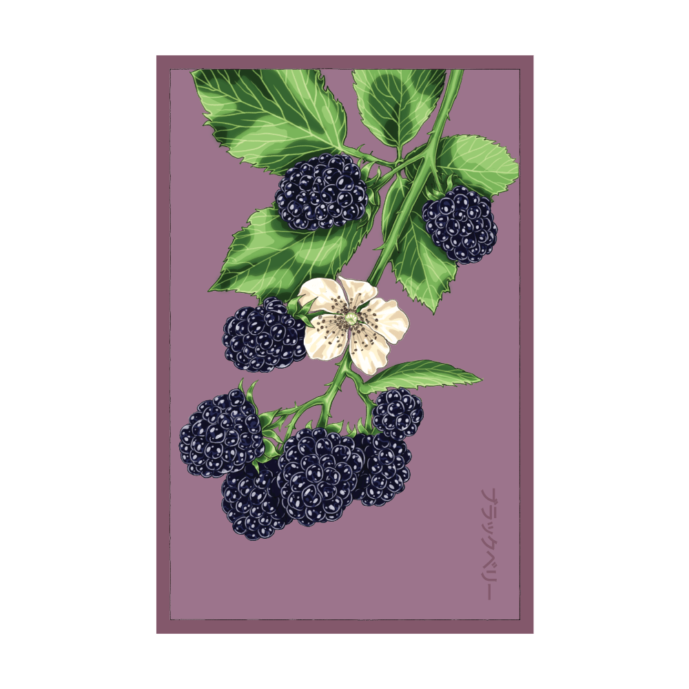 2026 Blackberry Flower Seeds Packet - Chive US Wholesale