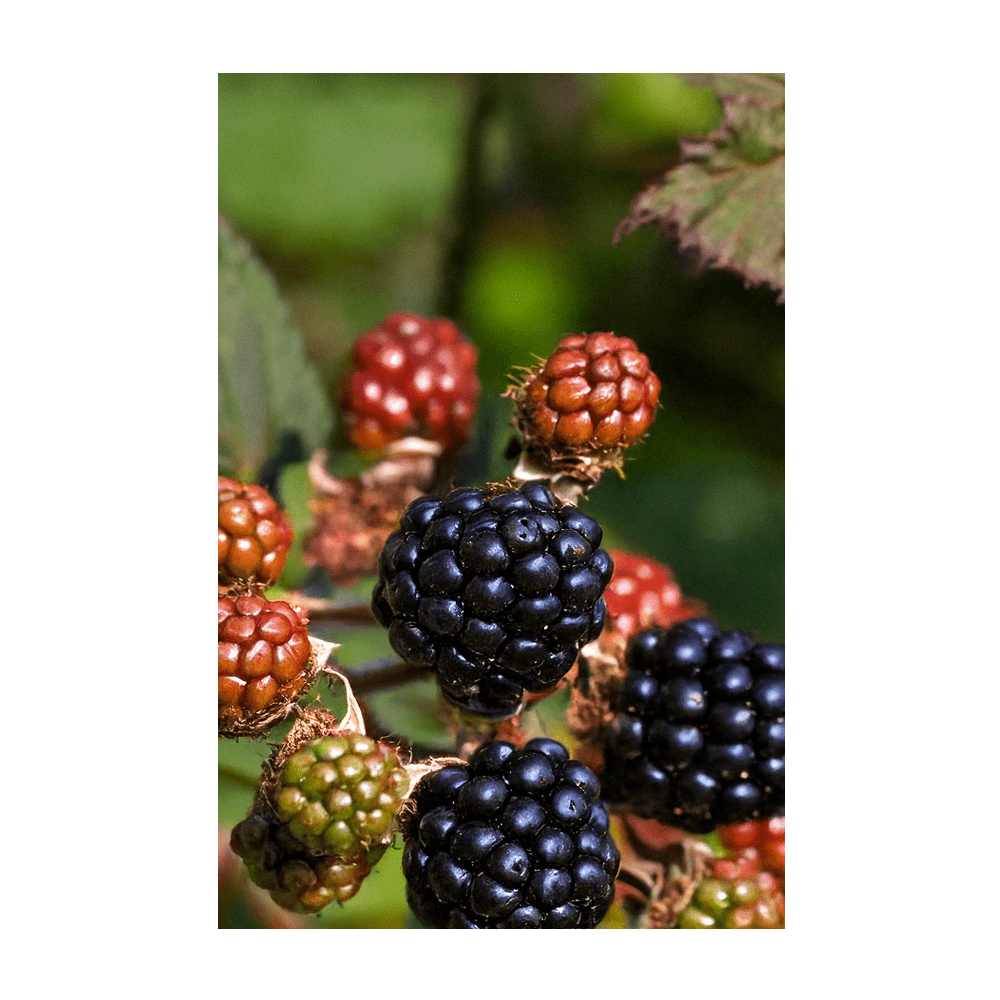 2026 Blackberry Flower Seeds Packet - Chive US Wholesale