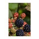 2026 Blackberry Flower Seeds Packet - Chive US Wholesale