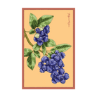 2026 Blueberry Flower Seeds Packet - Chive US Wholesale