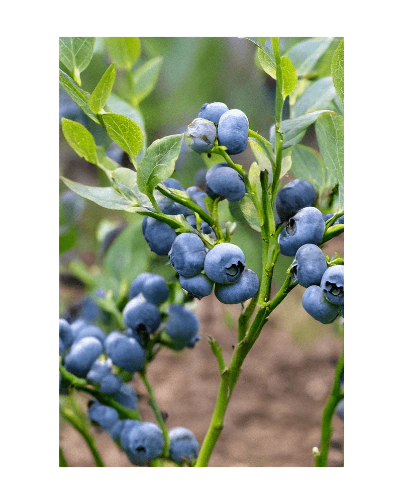 2026 Blueberry Flower Seeds Packet - Chive US Wholesale