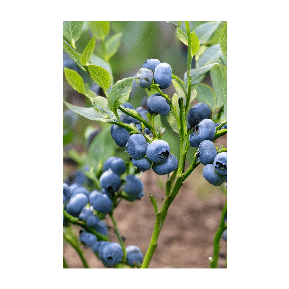 2026 Blueberry Flower Seeds Packet - Chive US Wholesale