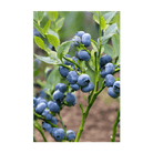 2026 Blueberry Flower Seeds Packet - Chive US Wholesale