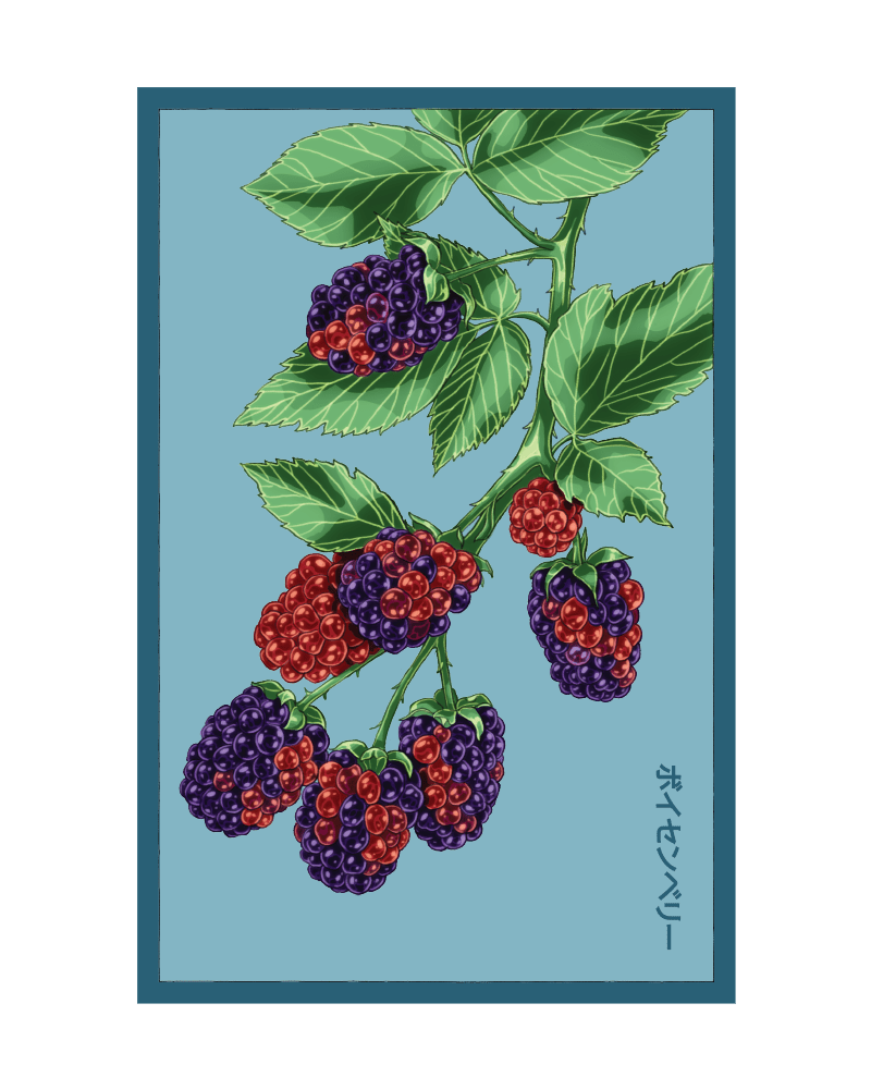 2026 Boysenberry Flower Seeds Packet - Chive US Wholesale
