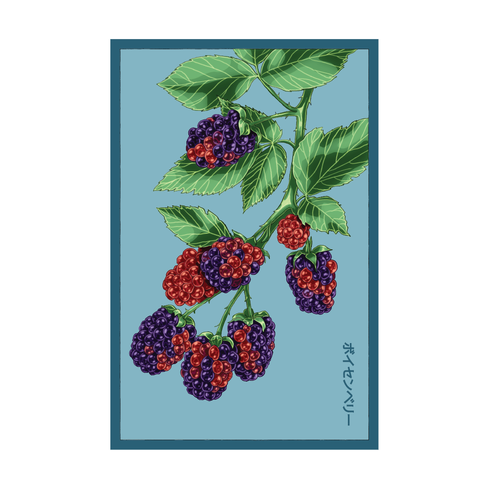 2026 Boysenberry Flower Seeds Packet - Chive US Wholesale