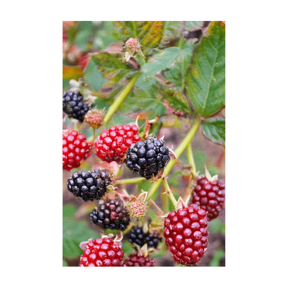 2026 Boysenberry Flower Seeds Packet - Chive US Wholesale