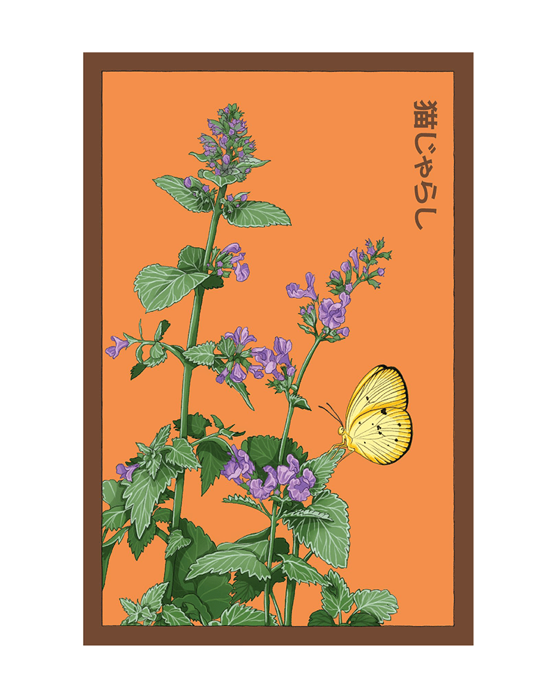 Catnip Flower Seeds Packet - Chive US Wholesale