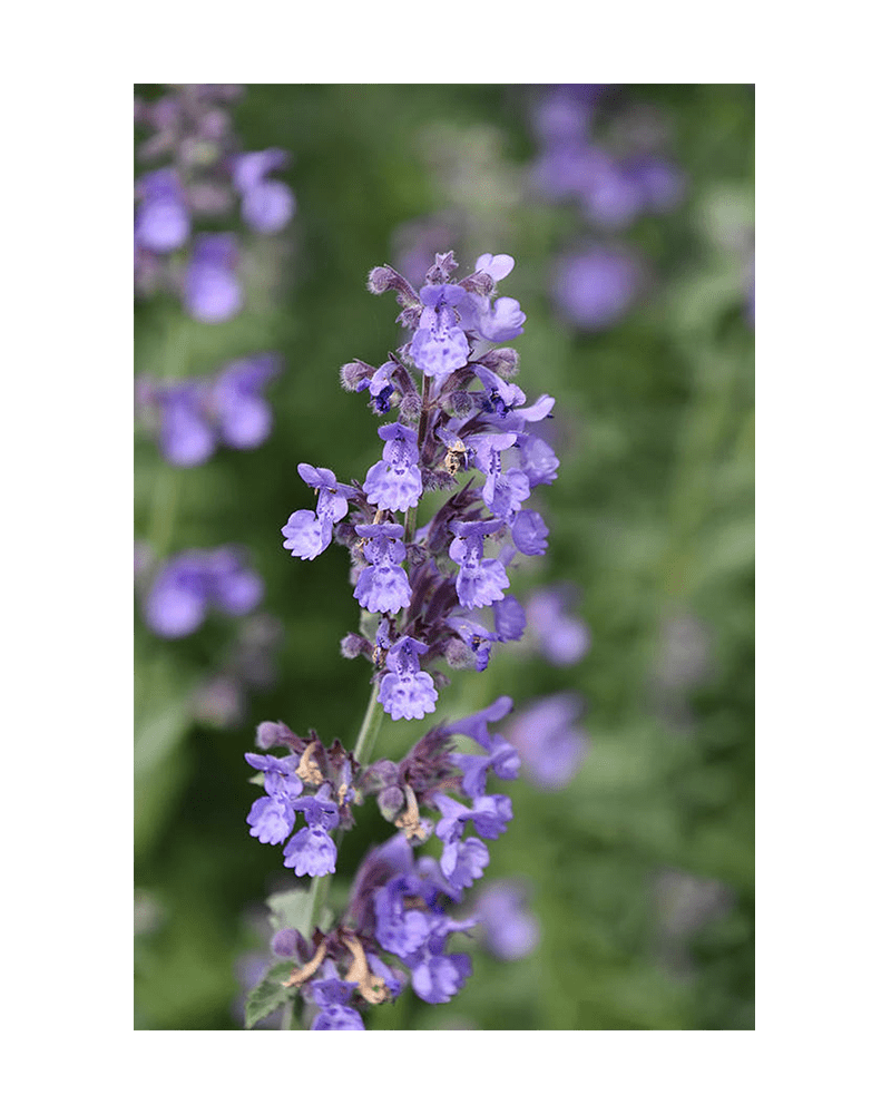 Catnip Flower Seeds Packet - Chive US Wholesale