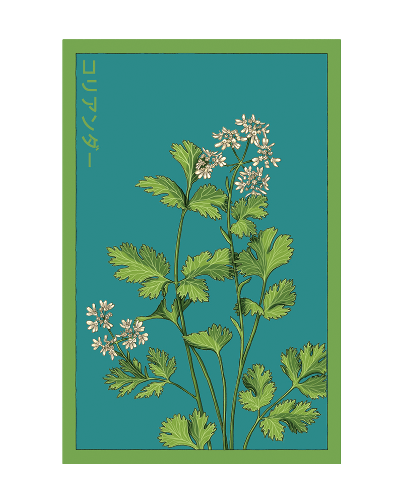 Cilantro Herb Seeds Packet - Chive US Wholesale