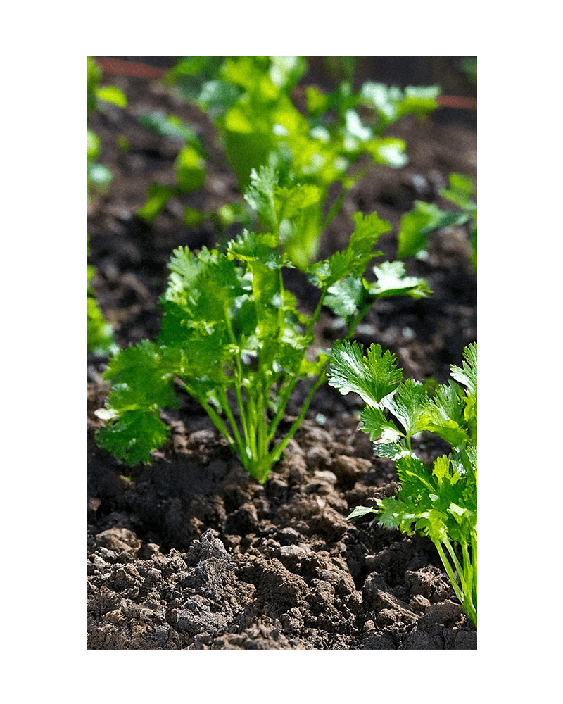 Cilantro Herb Seeds Packet - Chive US Wholesale