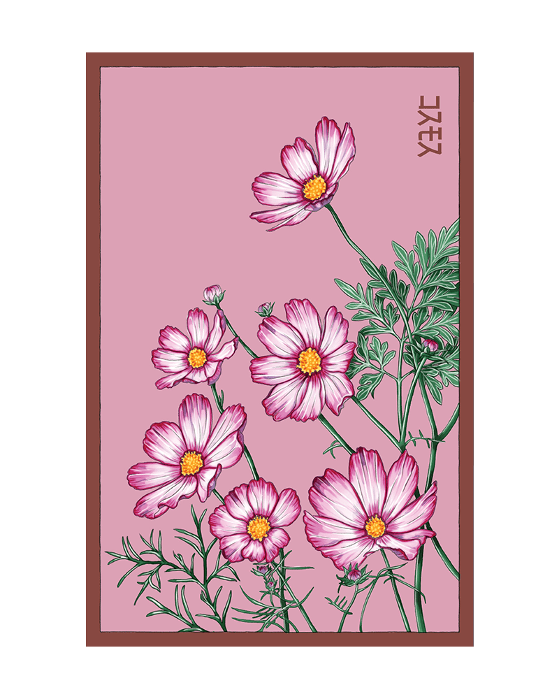 Cosmos Flower Seeds Packet - Chive US Wholesale