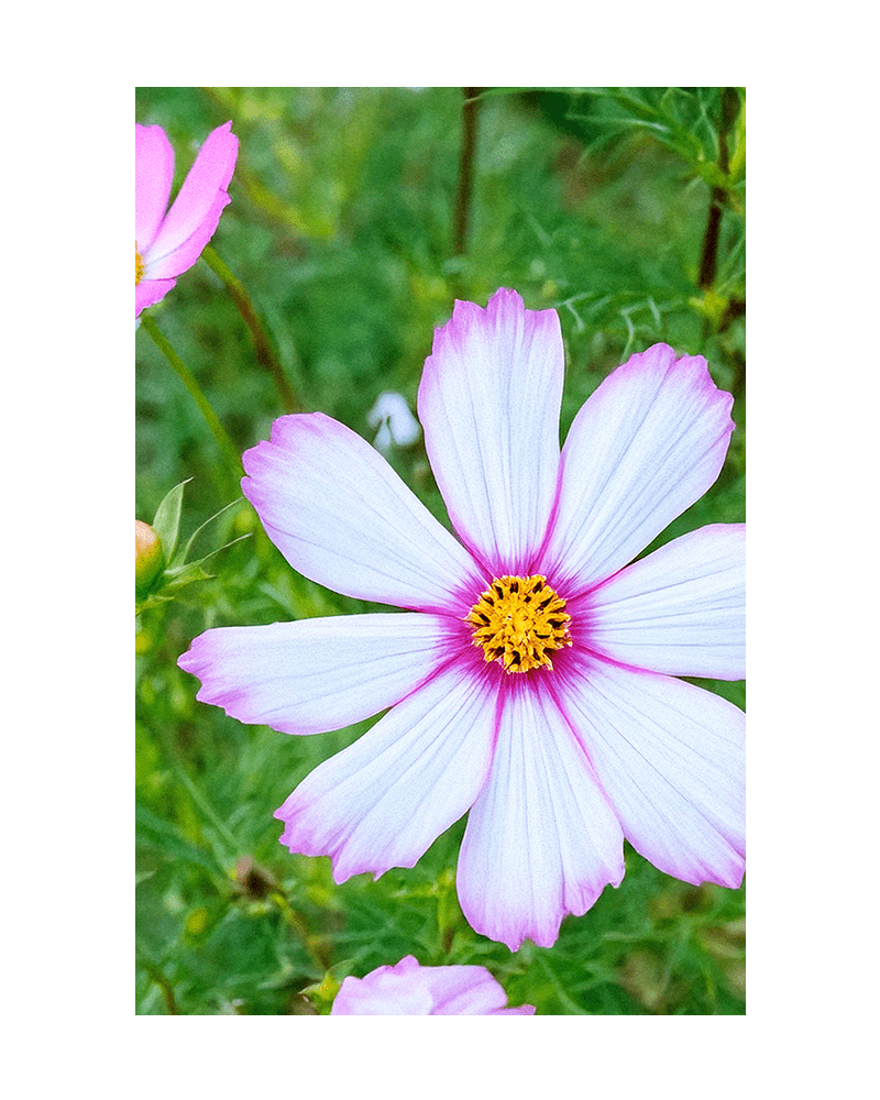Cosmos Flower Seeds Packet - Chive US Wholesale