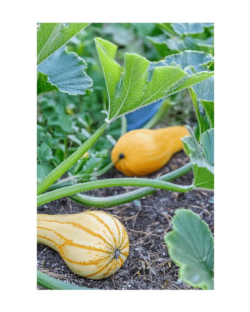 2026 Early Golden Crookneck Squash Vegetable Seeds Packet - Chive US Wholesale
