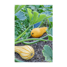 2026 Early Golden Crookneck Squash Vegetable Seeds Packet - Chive US Wholesale