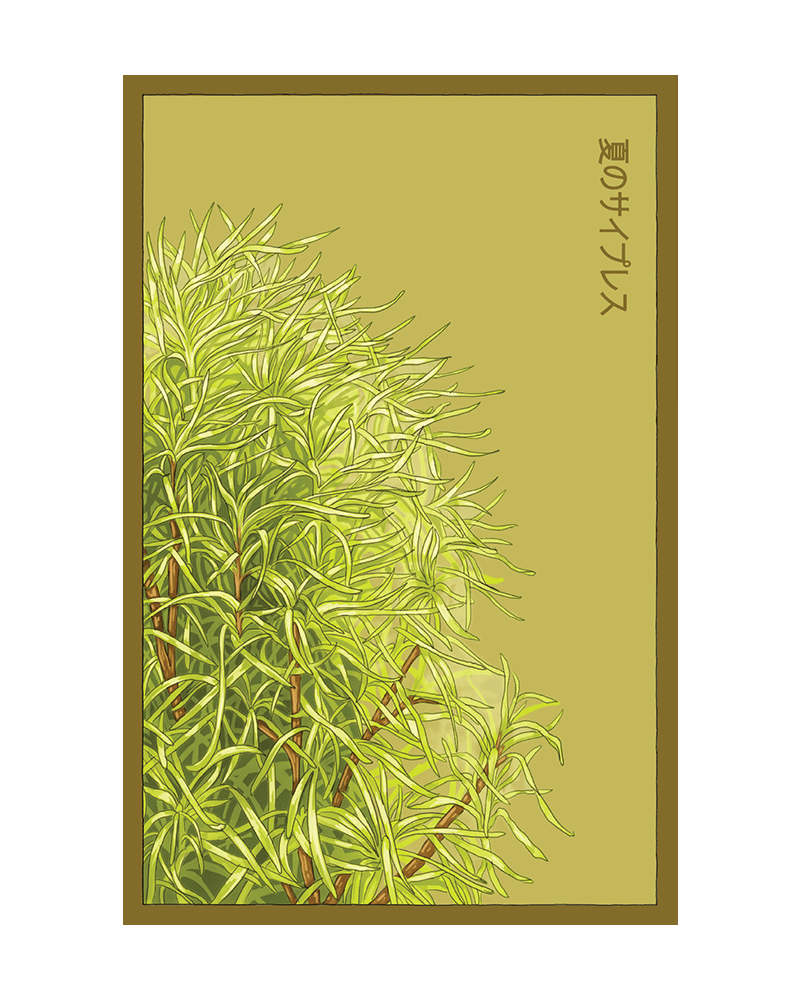 Summer Cypress Flower Seeds Packet - Chive US Wholesale