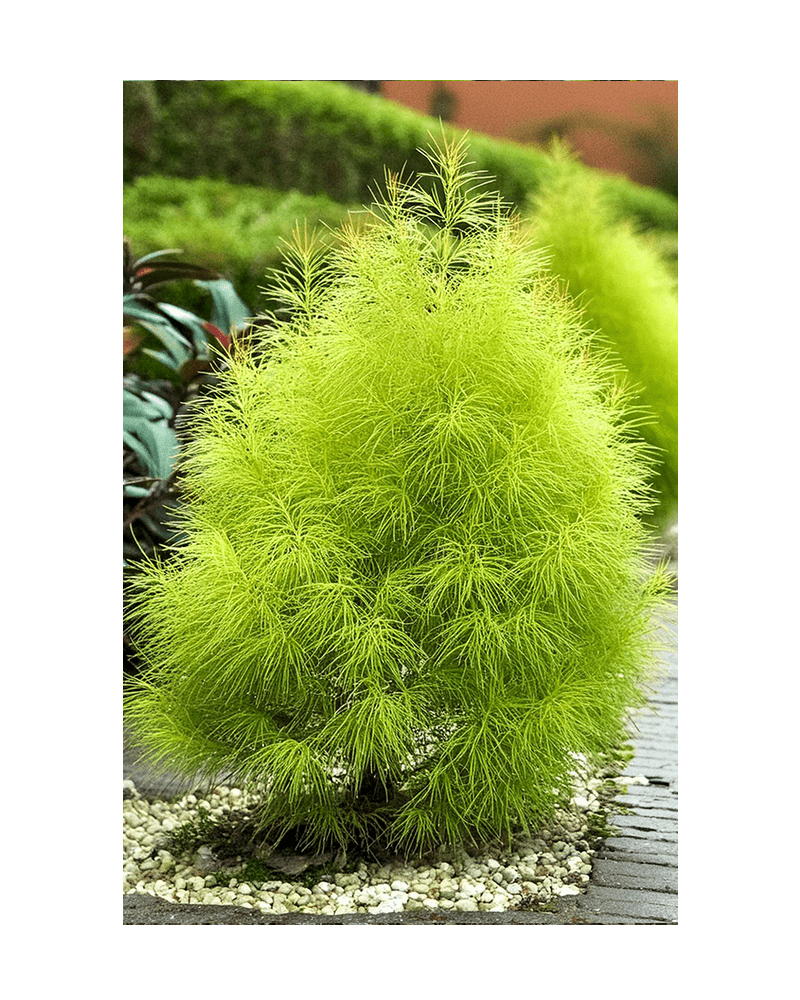 Summer Cypress Flower Seeds Packet - Chive US Wholesale