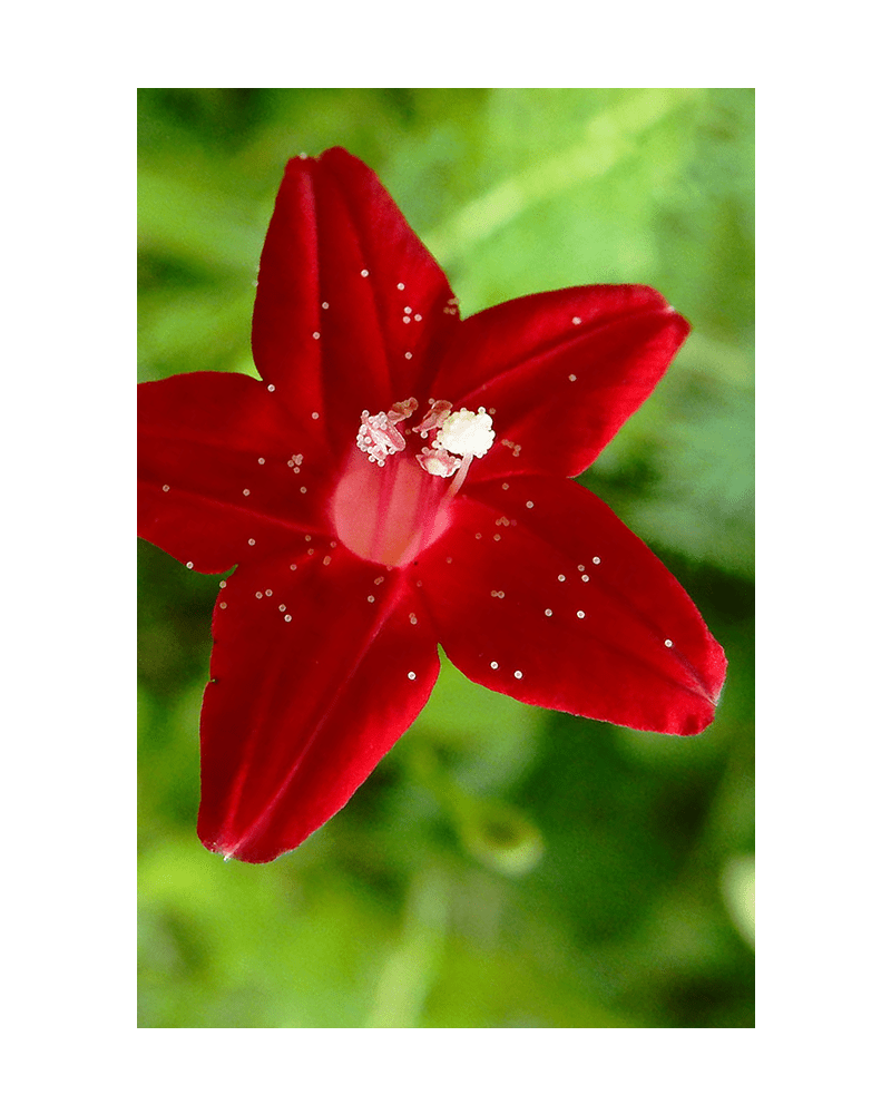 Cypressvine Star Glory Flower Seeds Packet - Chive US Wholesale
