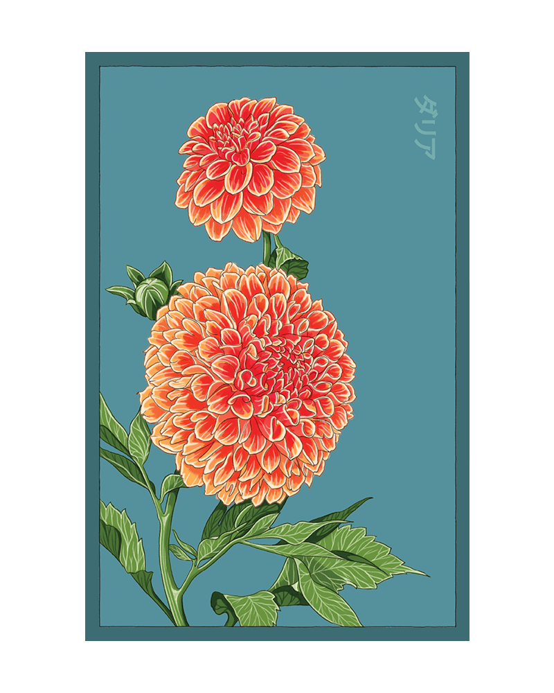 Dahlia Flower Seeds Packet - Chive US Wholesale