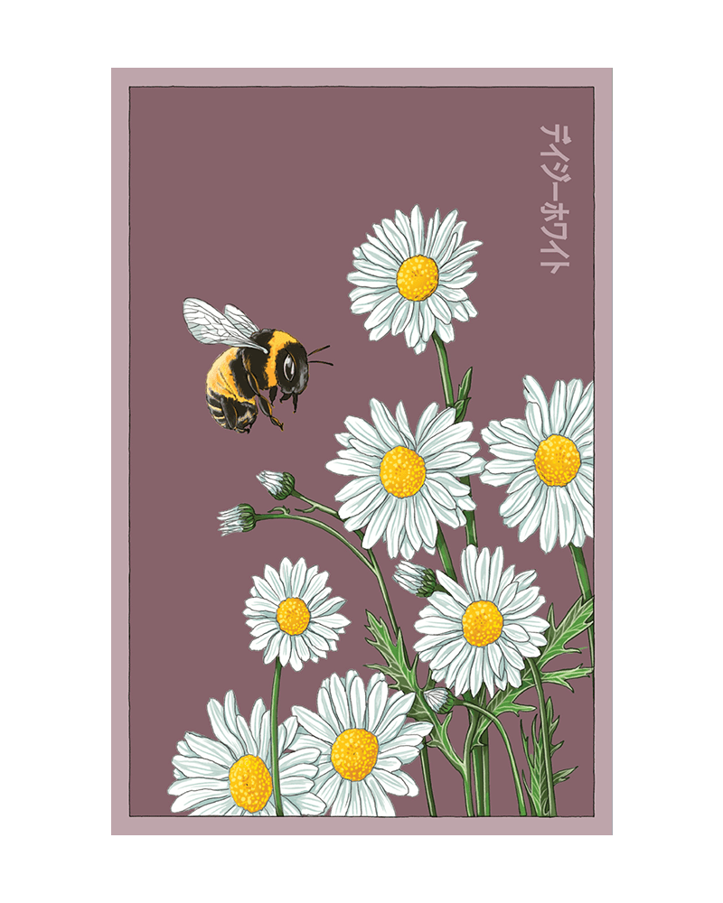 Daisy White Flower Seeds Packet - Chive US Wholesale