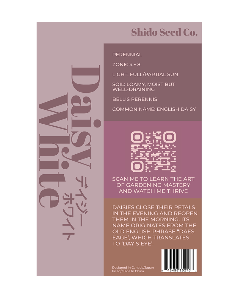 Daisy White Flower Seeds Packet - Chive US Wholesale