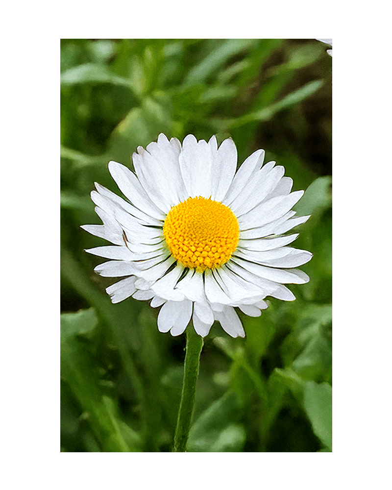 Daisy White Flower Seeds Packet - Chive US Wholesale
