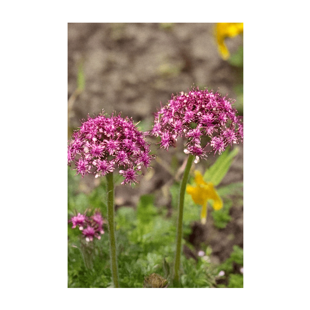 2026 Dewflower Flower Seeds Packet - Chive US Wholesale
