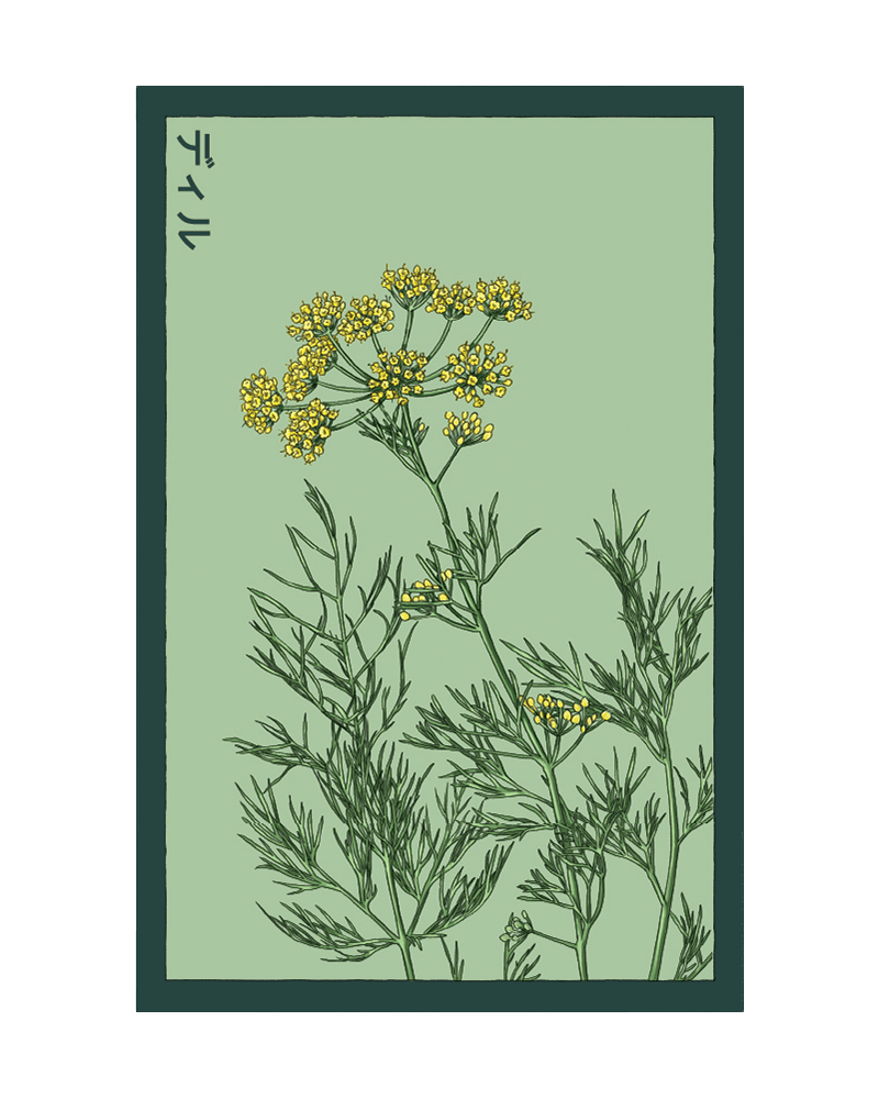 Dill Herb Seeds Packet - Chive US Wholesale