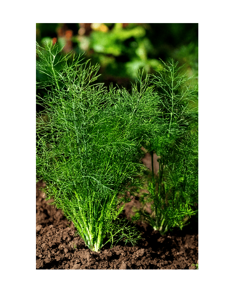 Dill Herb Seeds Packet - Chive US Wholesale