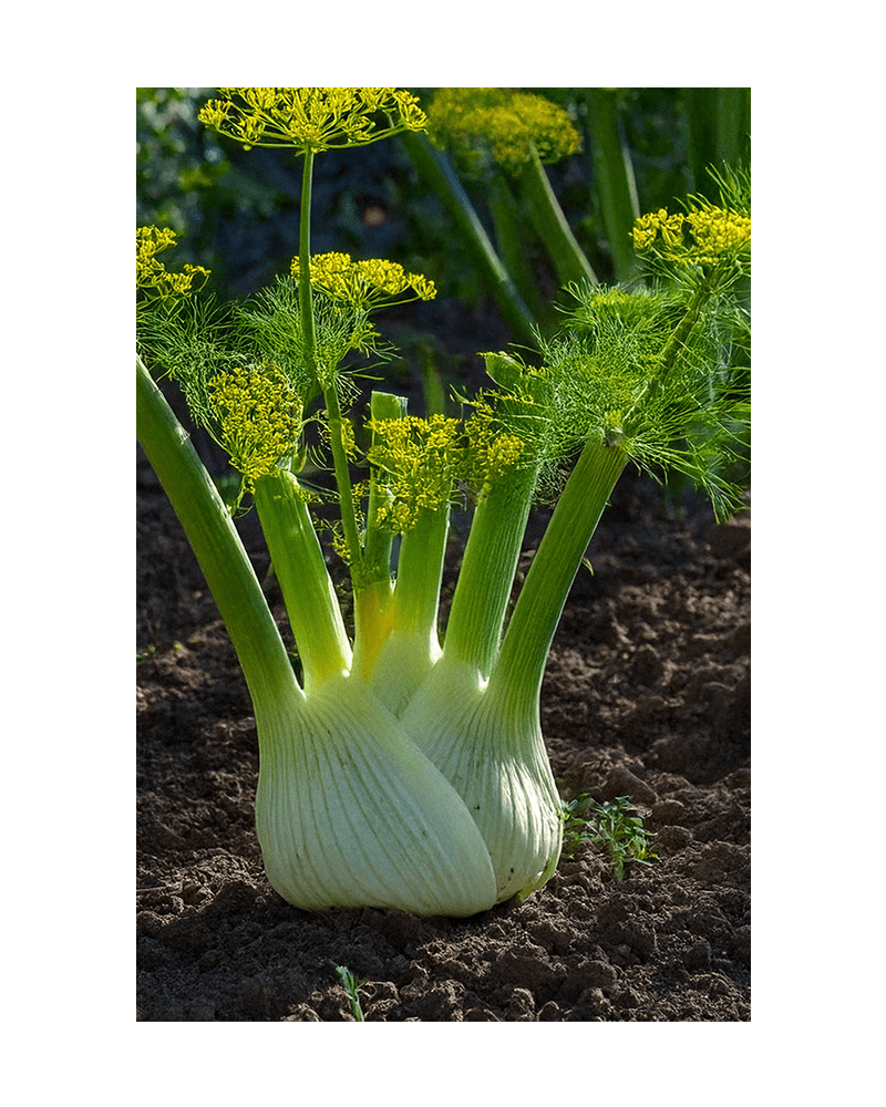 Fennel Vegetable Seeds Packet - Chive US Wholesale