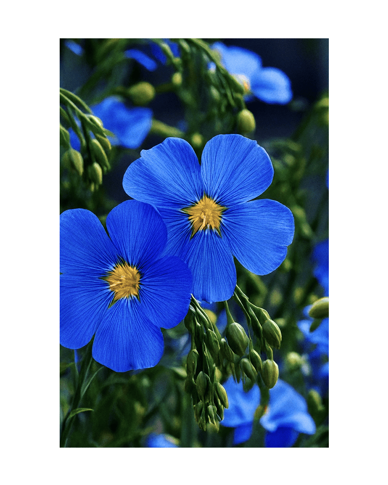 Flax Blue Flower Seeds Packet - Chive US Wholesale