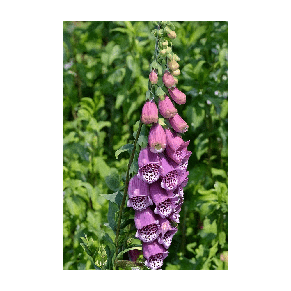 2026 Foxglove Beard Tongue Flower Seeds Packet - Chive US Wholesale