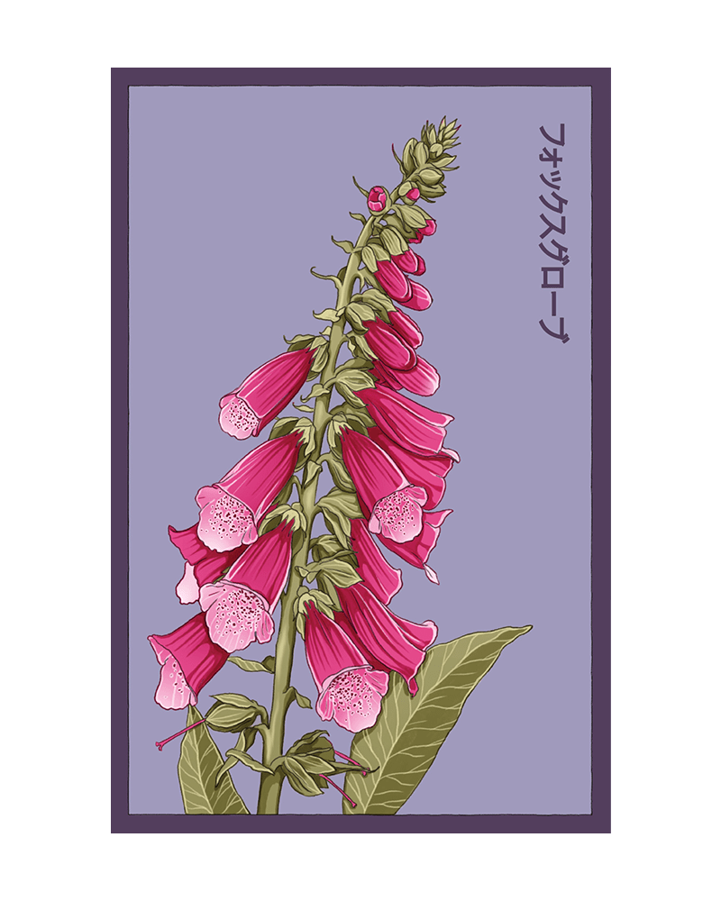 Foxglove Flower Seeds Packet - Chive US Wholesale