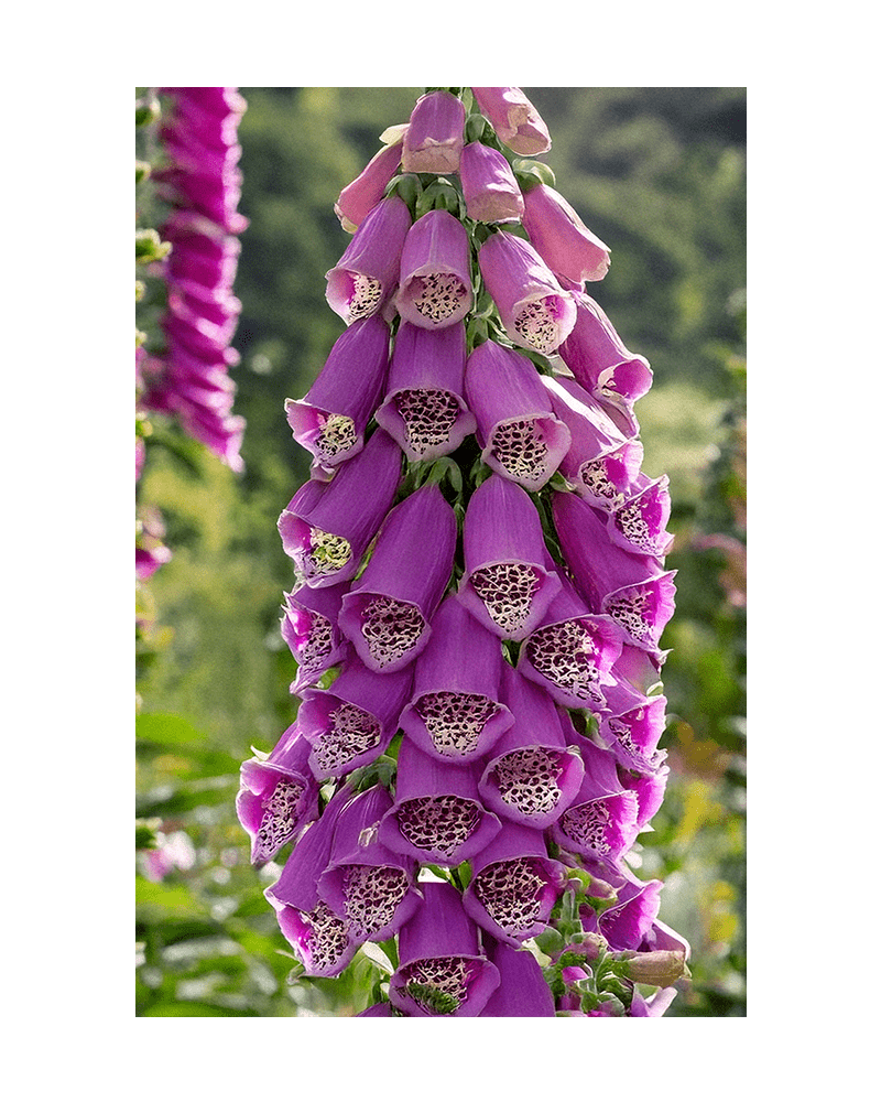 Foxglove Flower Seeds Packet - Chive US Wholesale