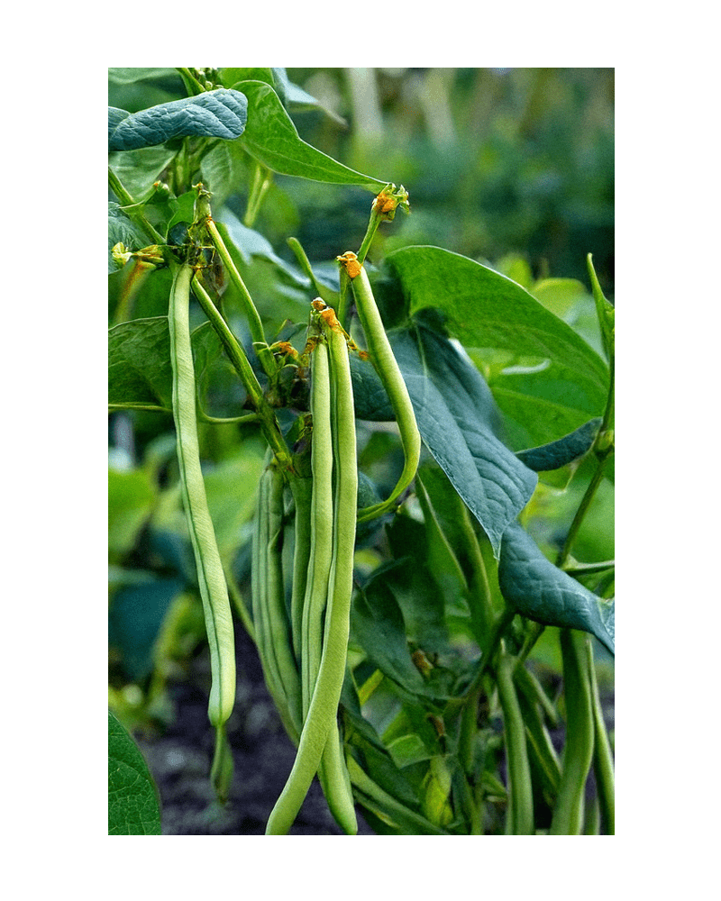 2026 French Beans Vegetable Seeds Packet - Chive US Wholesale