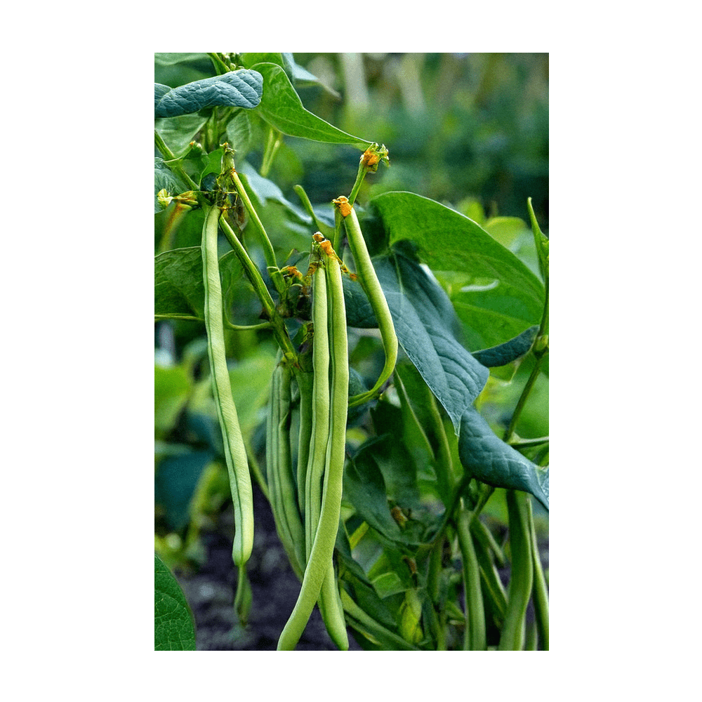 2026 French Beans Vegetable Seeds Packet - Chive US Wholesale