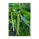 2026 French Beans Vegetable Seeds Packet - Chive US Wholesale