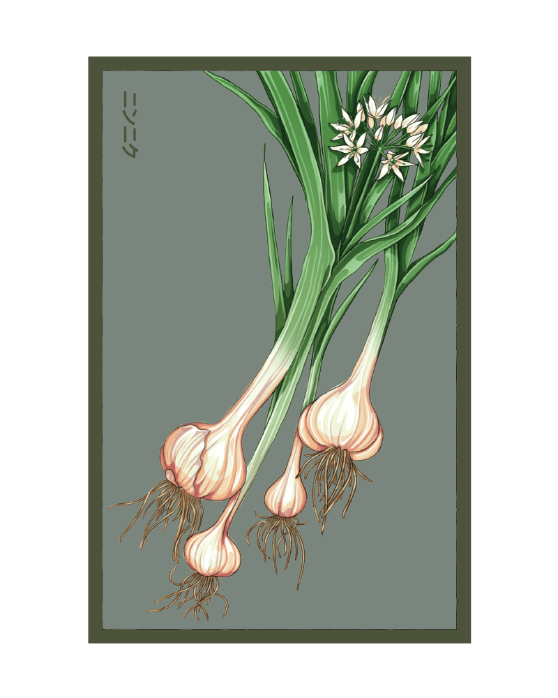 2026 Garlic Vegetable Seeds Packet - Chive US Wholesale