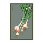 2026 Garlic Vegetable Seeds Packet - Chive US Wholesale