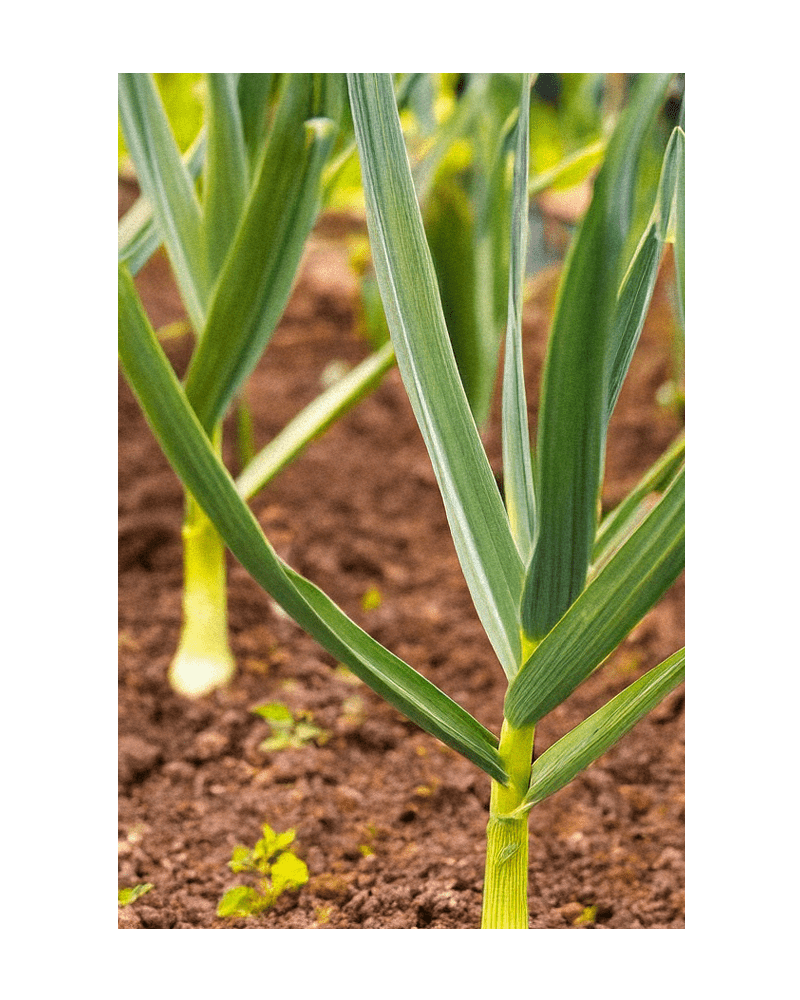 2026 Garlic Vegetable Seeds Packet - Chive US Wholesale