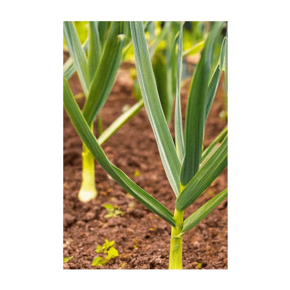 2026 Garlic Vegetable Seeds Packet - Chive US Wholesale