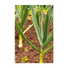 2026 Garlic Vegetable Seeds Packet - Chive US Wholesale