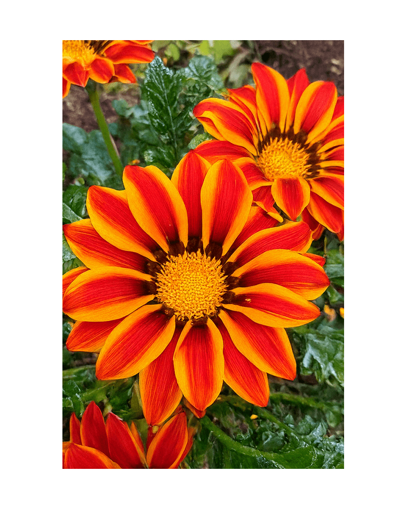 Gazania Flower Seeds Packet - Chive US Wholesale