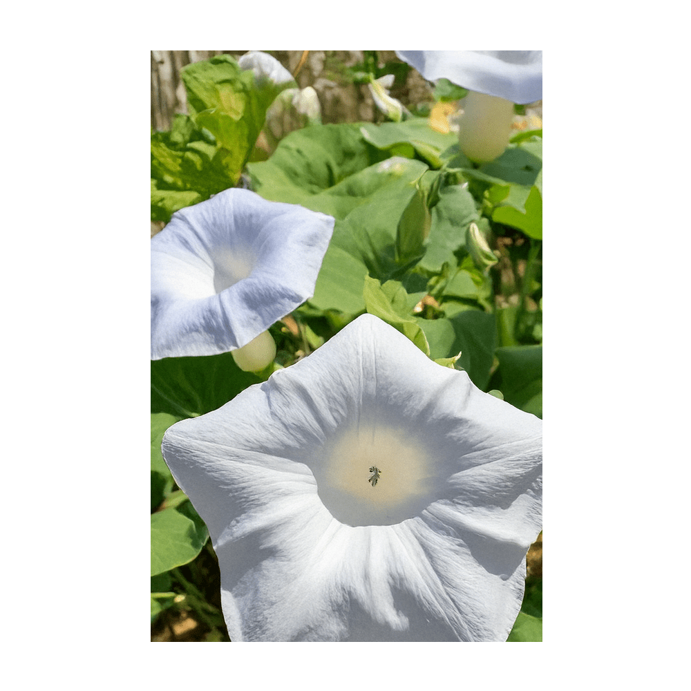 2026 Giant Moonflower Flower Seeds Packet - Chive US Wholesale