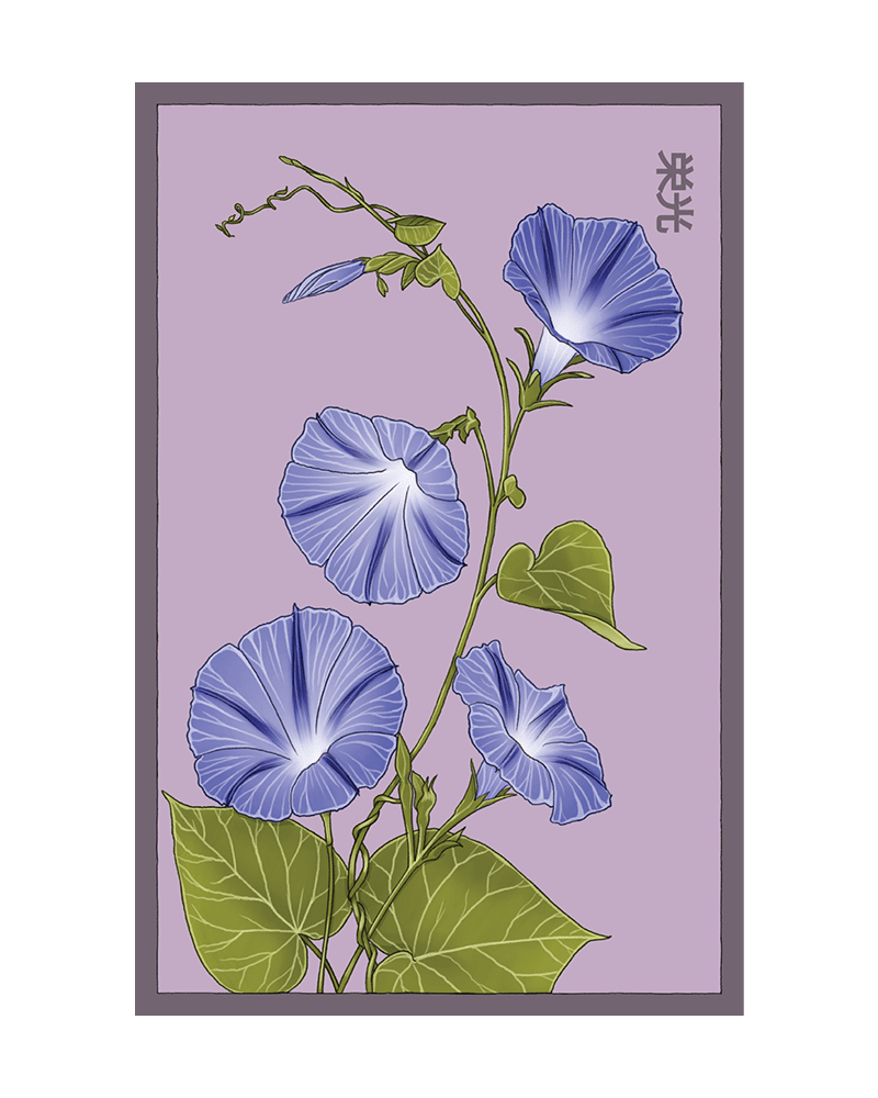 Morning Glory Flower Seeds Packet - Chive US Wholesale