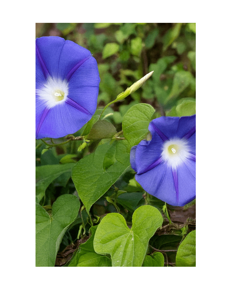 Morning Glory Flower Seeds Packet - Chive US Wholesale
