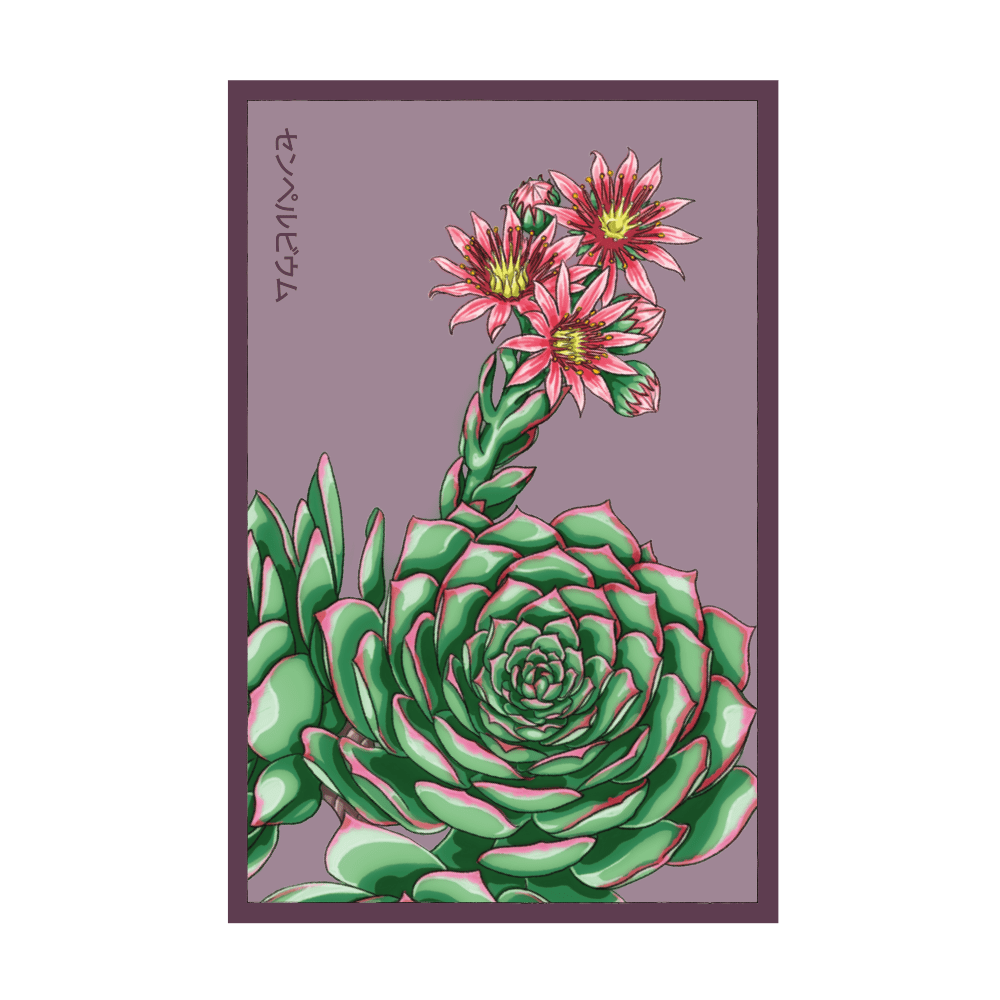2026 Hens and Chicks Succulent Indoor Seeds Packet - Chive US Wholesale