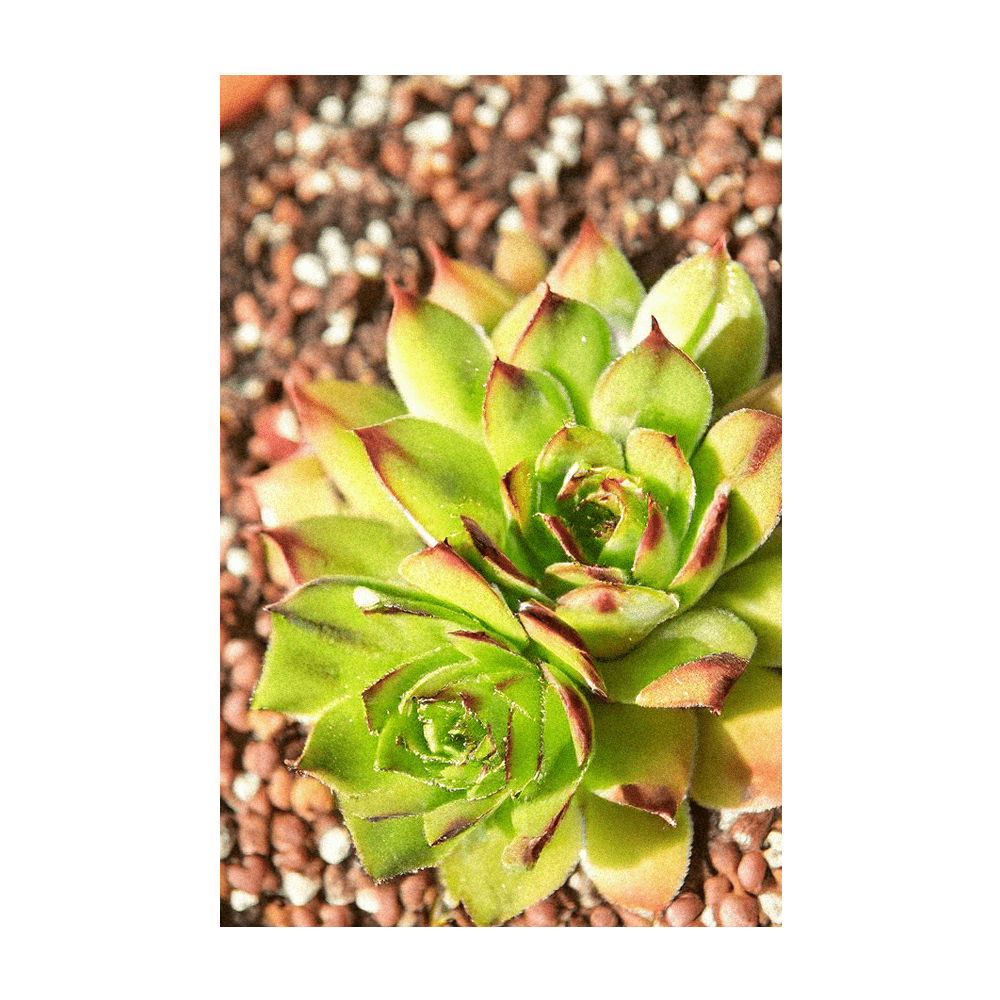 2026 Hens and Chicks Succulent Indoor Seeds Packet - Chive US Wholesale