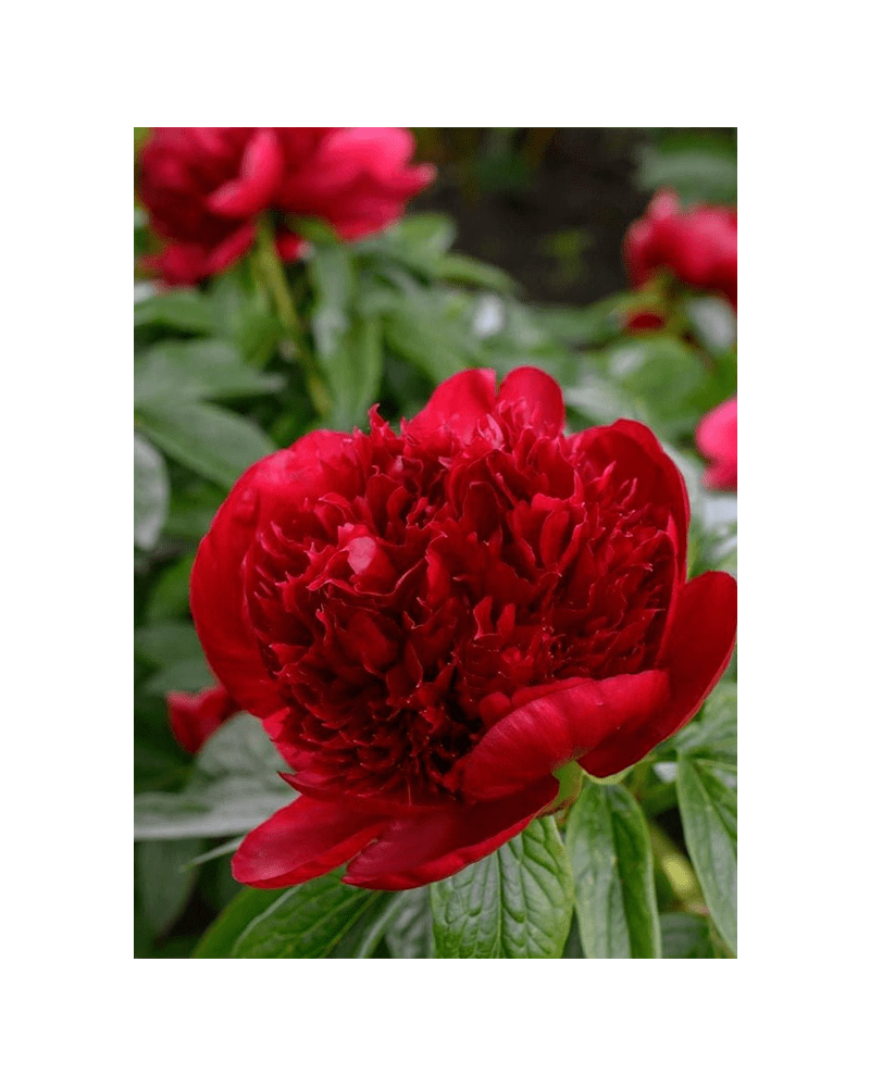 Herbaceous Peony Flower Seeds Packet - Chive US Wholesale