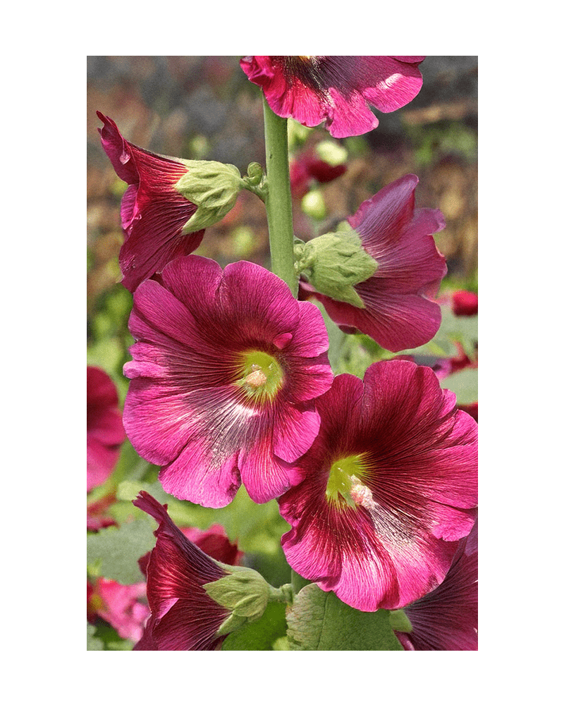 Hollyhock Flower Seeds Packet - Chive US Wholesale